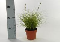 Carex brun. Jubilo