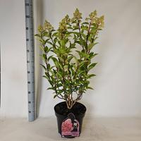 Hydrangea pan. Vanille-Fraise