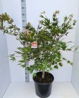 Acer pal. Chitoseyama
