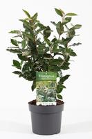Elaeagnus ebb. Compacta