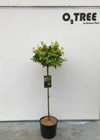 Euonymus fort. Canadale Gold