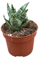 Sansevieria Ehrendel
