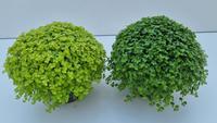 Soleirolia soleirolii in 2 varieties