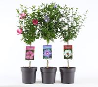 Hibiscus in varieties