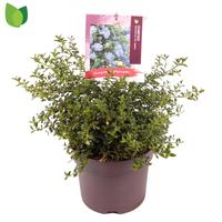 Ceanothus thyr. repens