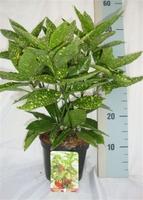 Aucuba jap. Variegata