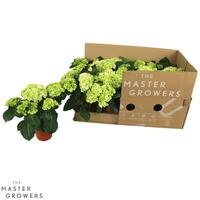 Hydrangea macr. White 3+Flowers ECO