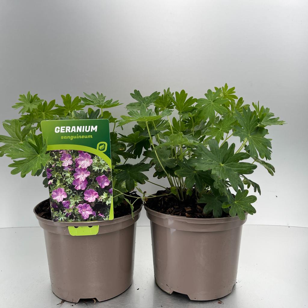 Picture of Geranium sanguineum P17 (2 Ltr)