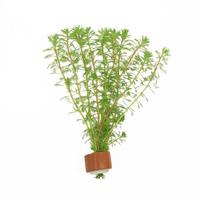 Myriophyllum brasilensis BUNDEL 5cm Tray 10 × 60 £ 1.25 (Tray) £ 1.23 Shelf £ 1.22 Trolley Tray £ 1.25 × 10 (0.3%)