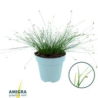 Scirpus Isolepis