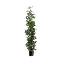 Cupressocyparis leylandii