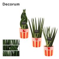 Sansevieria cylindrica mix in Romée (Sympathetic moods-col