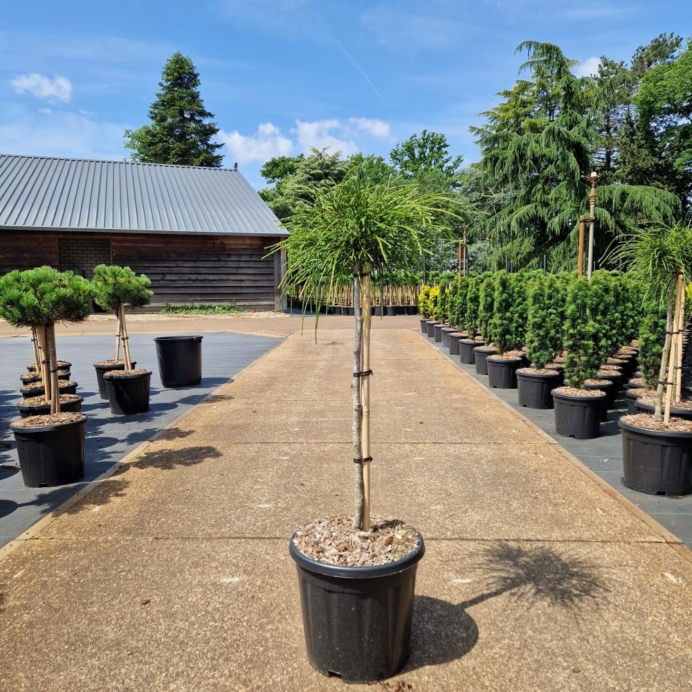 Picture of Thuja plicata Whipcord P32 (15 Ltr) 60-STD