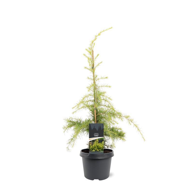 Picture of Cedrus deodara Aurea P19 (3 Ltr)