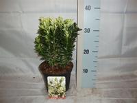 Euonymus jap. Francien