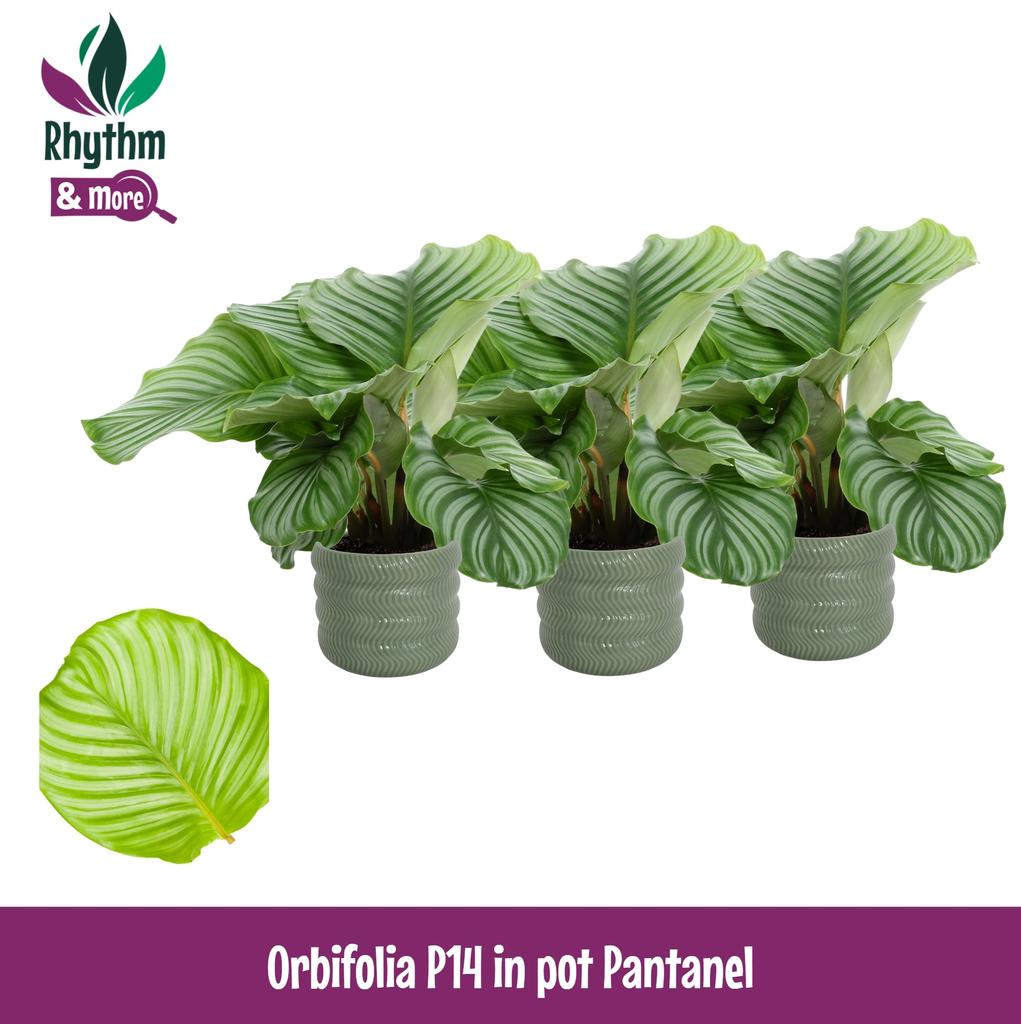 Picture of Calathea Orbifolia in Pantanel ceramics Rhythm & More P14 45cm