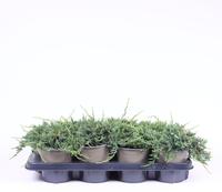 Juniperus hor. Wiltonii