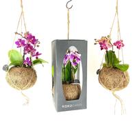 Kokodama 12 cm Gift Package Orchid 2 spikes