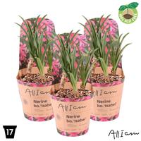 Nerine Isabel