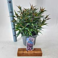 Strobilanthes anisophyllus Brunetthy