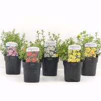 Potentilla fruticosa in varieties
