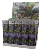 Wisteria sinensis
