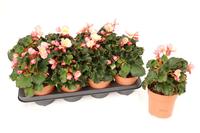 Begonia Glory Garden Pink Shades