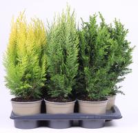 Juniperus in varieties