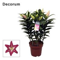 Lilium oriental Entertainer 5PP