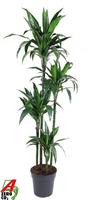 Dracaena Janet Craig 120-90-60-30