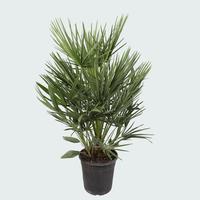 Chamaerops humilis - 100/CM-INCL-POT Piece × 18 - £ 15.88 Shelf £ 15.40 Trolley
