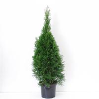 Thuja occ. Smaragd