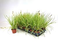 Carex osh. Evergold