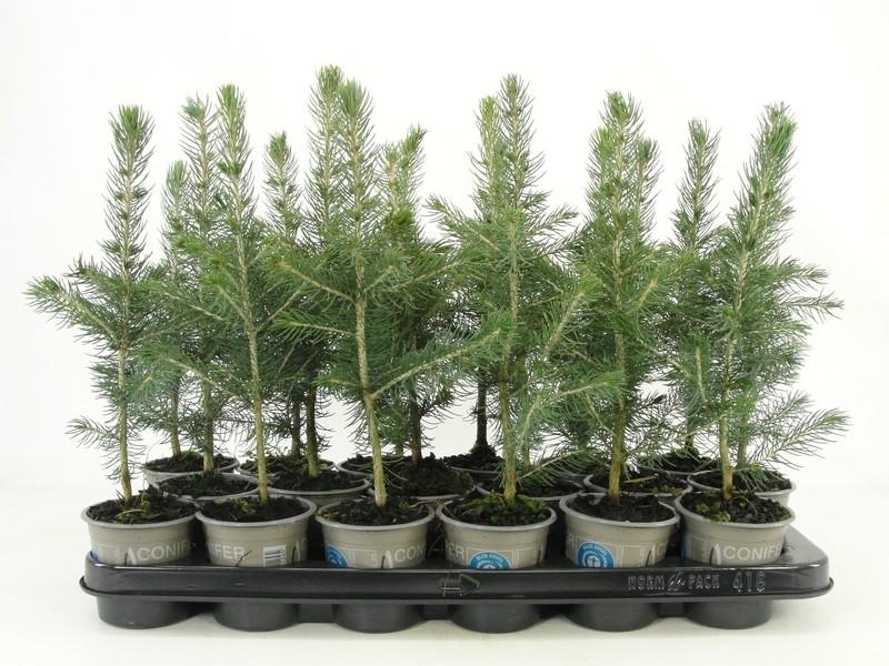 Picture of Picea pungens Glauca P9