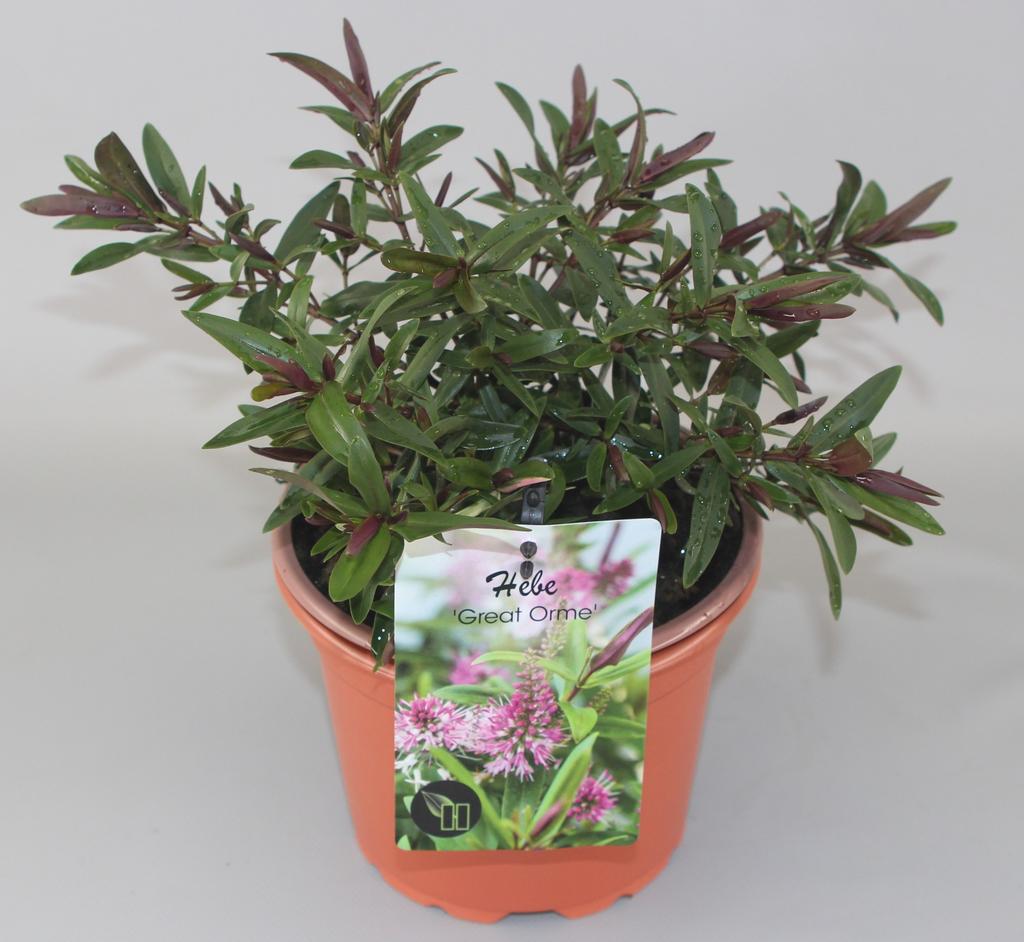 Picture of Hebe Great Orme P17 (2 Ltr)