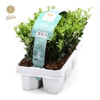 Ilex cr. Jenny 6-PACKS - Piece × 18 - £ 4.39 Shelf £ 4.27 Trolley