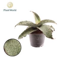 Sansevieria Kirkii Silver Blue