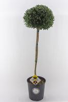 Ilex cr. Dark Green