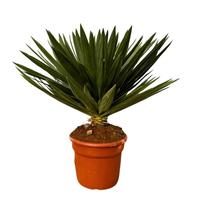 Yucca Gloriosa Lone Star