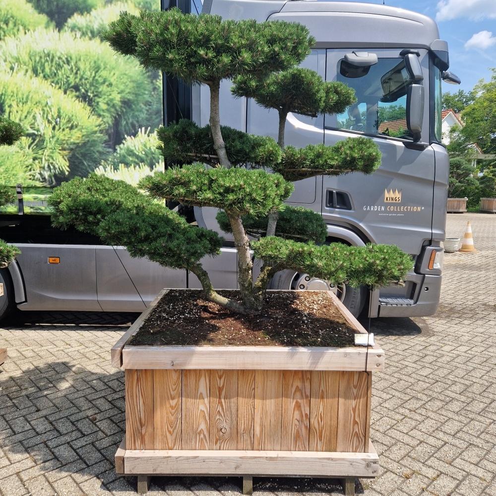Picture of Pinus mugo Gnom 120-X-120 150/175
