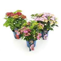 Hydrangea macr. Royalty Collection in varieties
