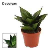 Sansevieria Hahnii Green Hahnii