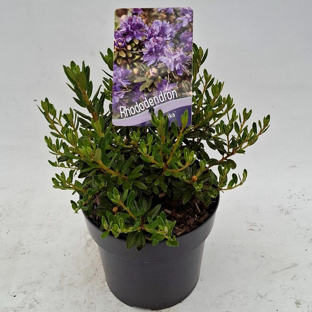 Picture of Rhododendron Azurika P17 (2 Ltr)