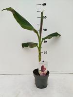 Musa sikkemensis