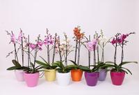 Phalaenopsis hybrid Multiflora varieties in Sofia ceramic