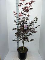 Acer pal. Bloodgood