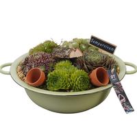 PTS7330 Arrangement Sempervivum in metal bowl