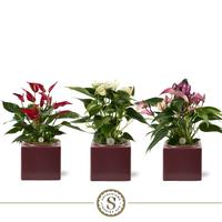 Anthurium in varieties in Belicia Burgundy ceramic