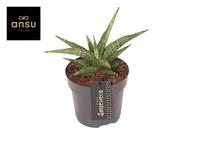 Sansevieria Comet Canoe