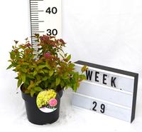 Spiraea japonica Goldflame